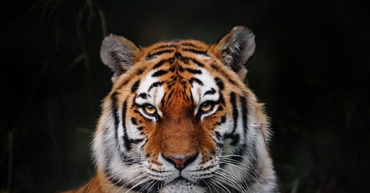 платье на свадьбу для гостей. красивое розовое платье. качественные пейзажи. подходит в качестве. амурский тигр.