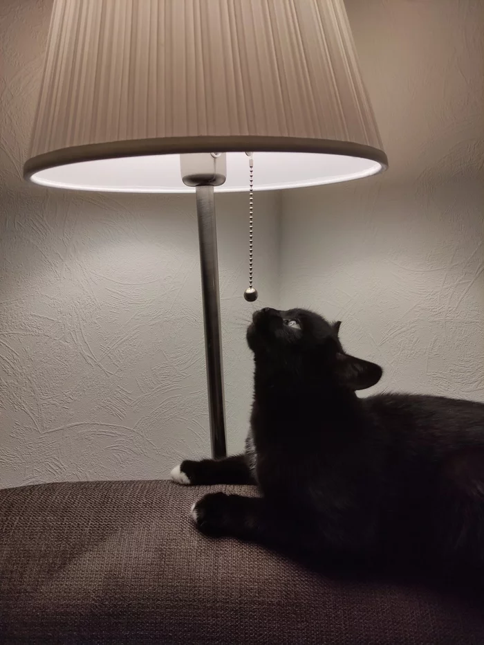 Catolamp - cat, Лампа, Floor lamp