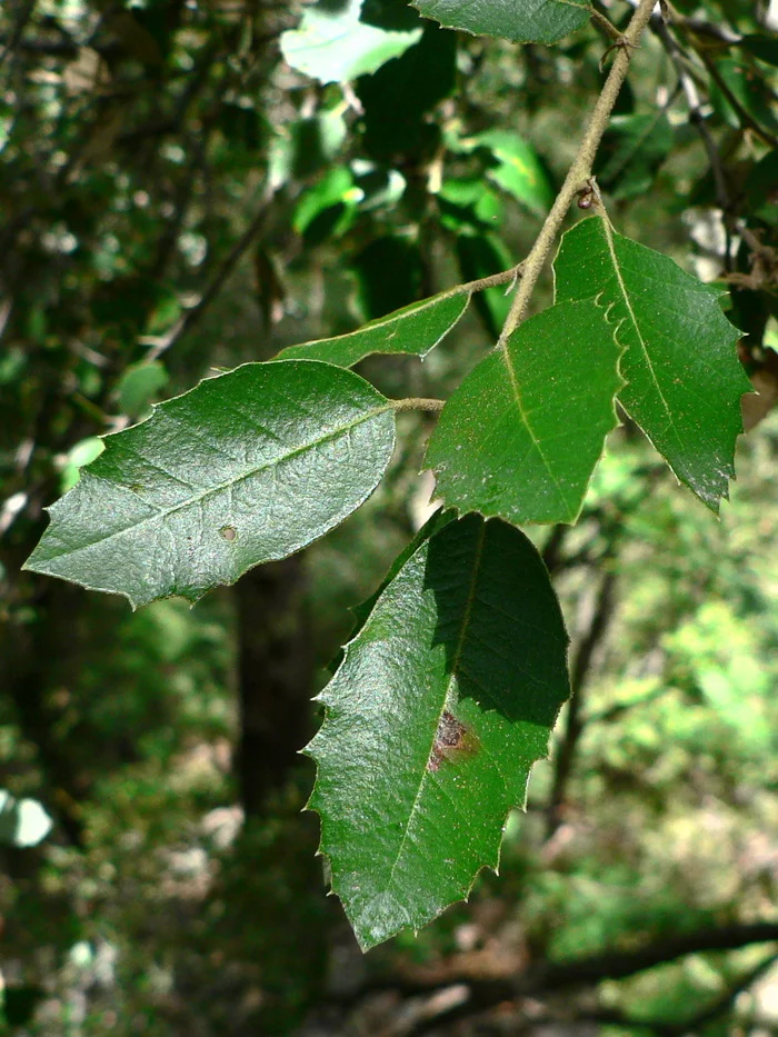 Golden leaf oak - Biology, League of biologists