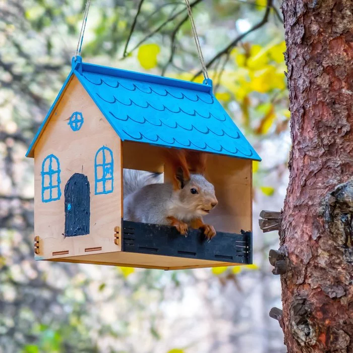 Houses - My, Squirrel, Trough, House, The photo