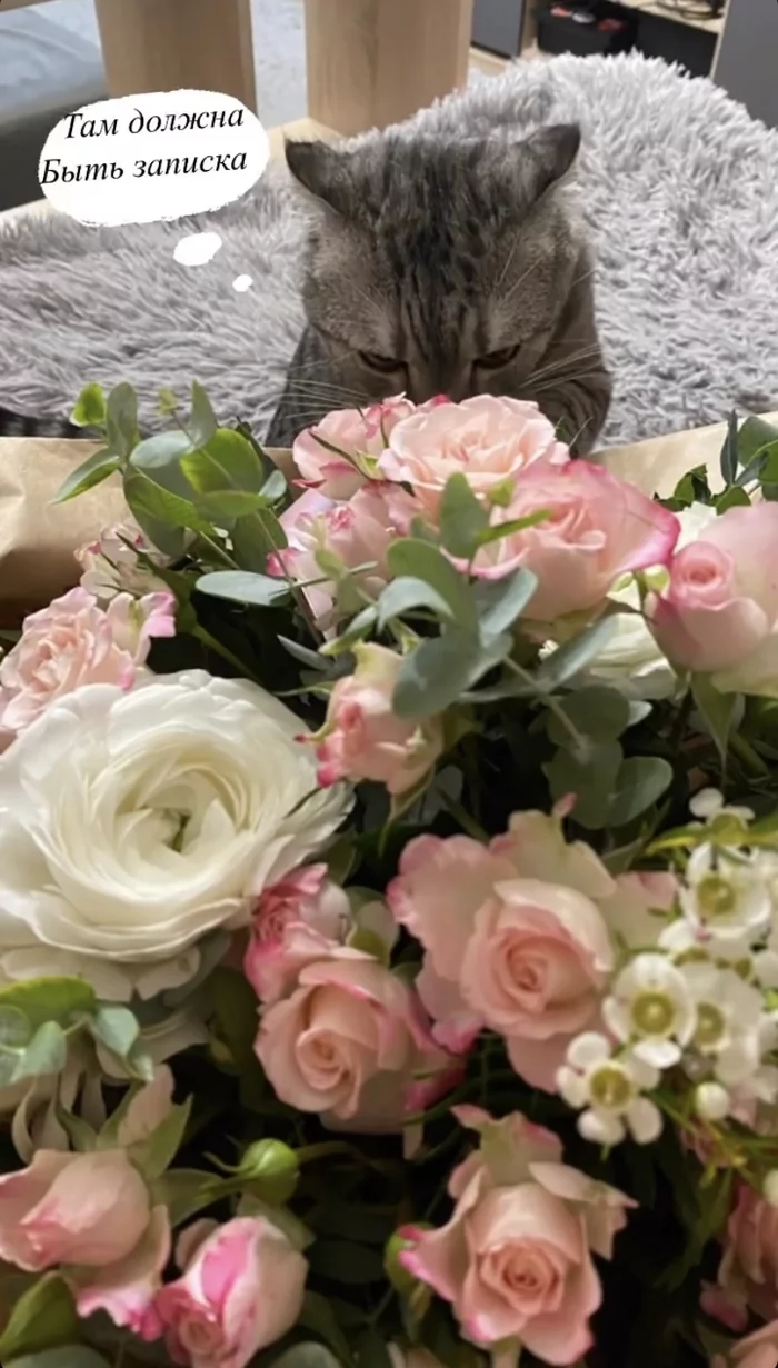 Leather, give me the bouquet - My, cat, Flowers, Scottish lop-eared, Longpost