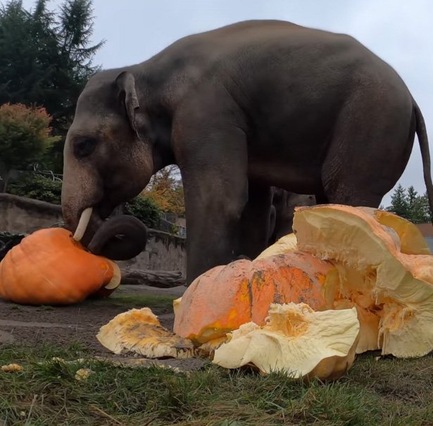 Elephants deal with pumpkins - Elephants, Pumpkin, Zoo, Portland, Oregon, USA, The national geographic, Animals, Video, Longpost