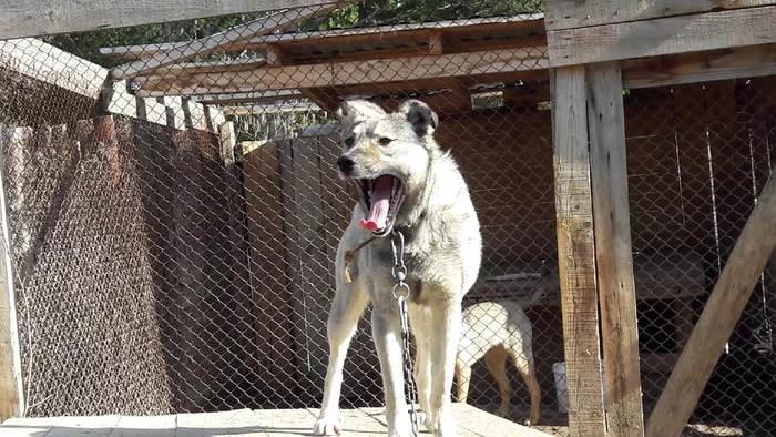 The strong man is waiting for the owner and really wants to go home - Dog, Shelter, Perm Territory, In good hands, No rating, Longpost