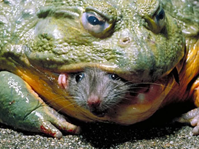 African bullfrog - Bull Frog, Frogs, Amphibians, Africa, Wild animals, wildlife, Informative, Video, Longpost