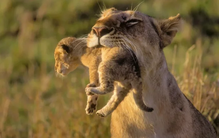 Mother's pride - Lioness, Lion cubs, Maternal instinct, a lion, Pride, Big cats, Cat family, Predatory animals, , Wild animals, Milota, beauty of nature, The photo, From the network