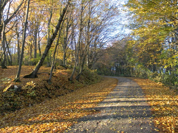 Nalchik. Kizilovka. central park - My, Nalchik, Kabardino-Balkaria, Nature, Autumn, Longpost