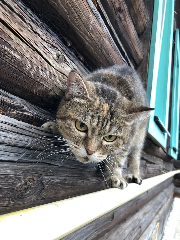 cat on the pipe - My, cat, Thursday, Gas pipe