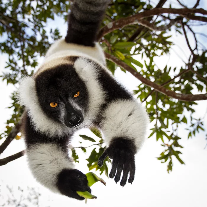 Lemurs of Madagascar. - Lemur, Primates, Wild animals, wildlife, Africa, Madagascar, Rare view, Longpost, The photo