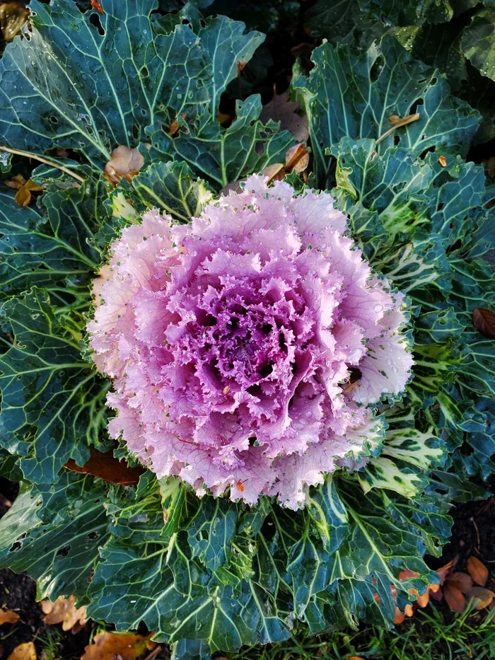cabbage - My, Cabbage, Plants