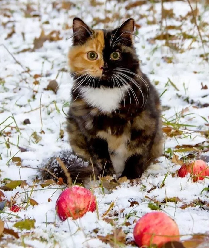 First snow!) - My, First snow, Weather, Snowfall, cat, beauty, Poems, Longpost