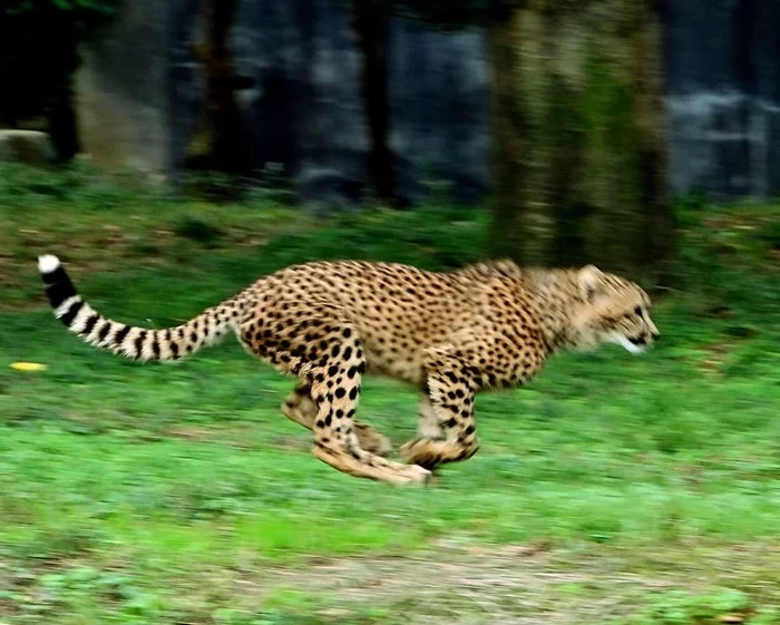 Pretty nimble cat - Cheetah, Small cats, Cat family, Wild animals, Predatory animals, Zoo, Tokyo, Japan, , Speed, Tygydyk