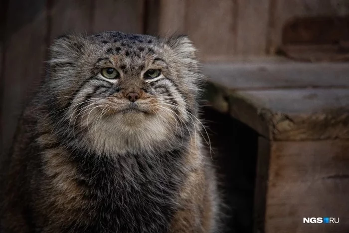 Pallas' cat at the Novosibirsk Zoo are getting ready for winter - Pallas' cat, Novosibirsk Zoo, Small cats, Longpost, Cat family, Zoo, The photo, Wild animals, Fluffy, , Predatory animals
