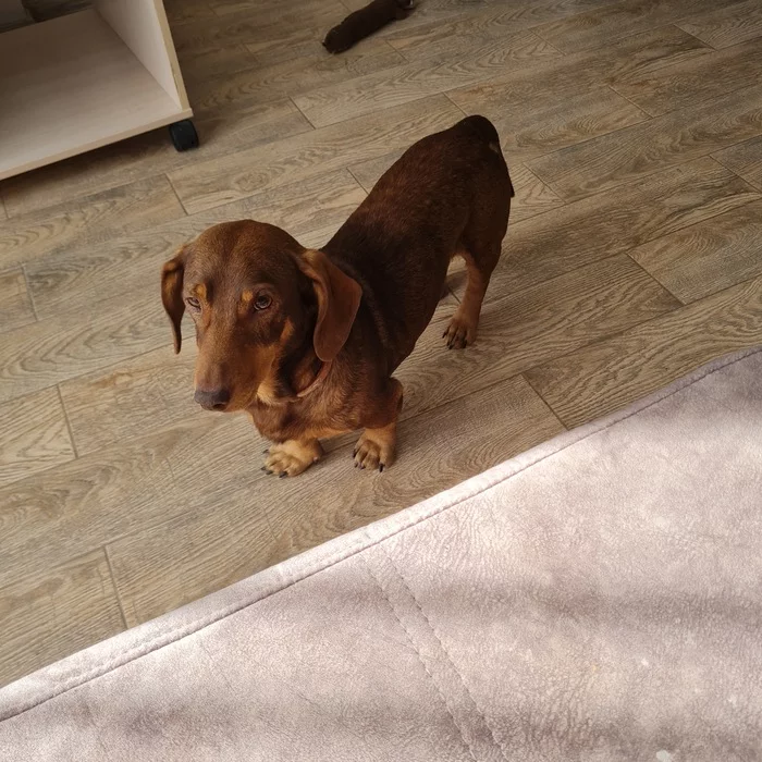 Philemon in search of his master. Gelendzhik - My, No rating, Dog, In good hands, Dachshund