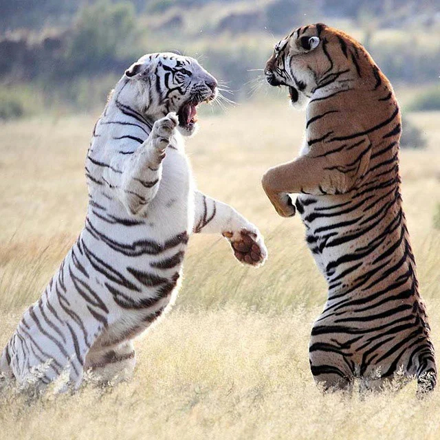 Tigress battle for territory - Tiger, Big cats, Cat family, Predatory animals, Animals, South Africa, Reserves and sanctuaries, wildlife, , Fight, Territorial disputes, Bengal tiger