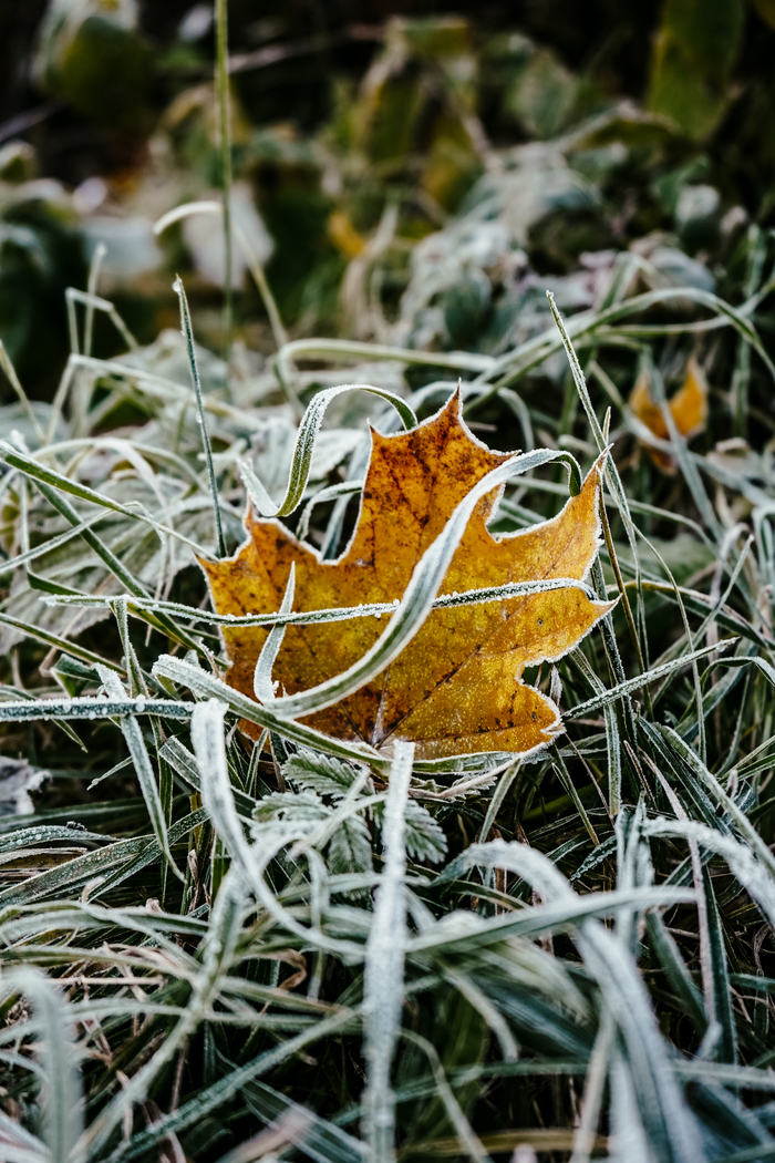 Листомания