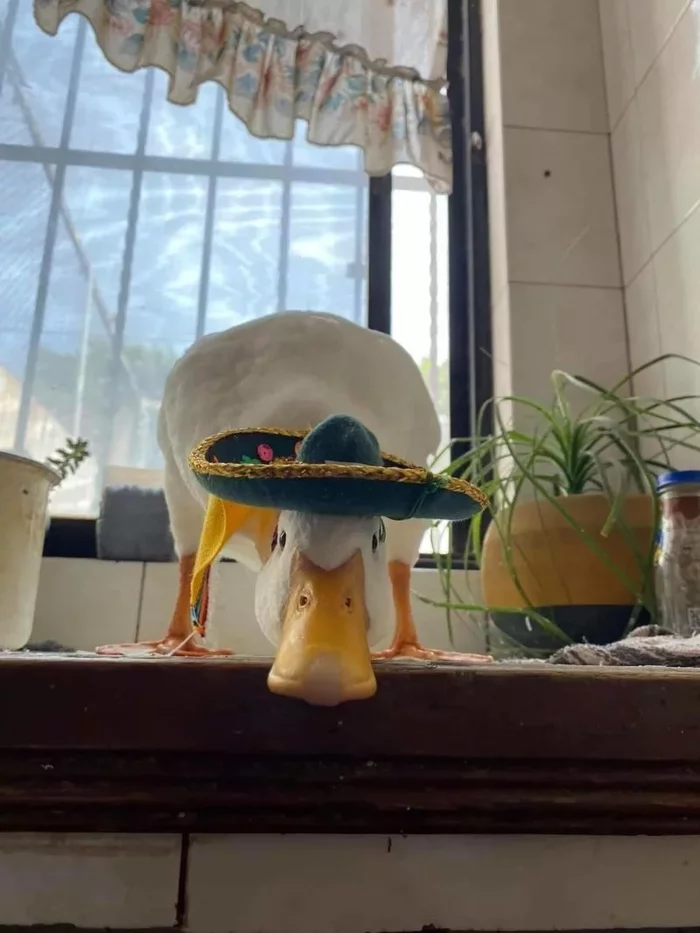 Any problems, muchacho? - Birds, Duck, Hat, Sombrero, Sight