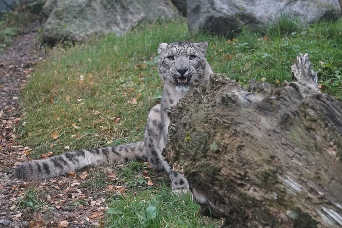 Number of snow leopards in Kyrgyzstan to be determined by 2023 - Snow Leopard, Big cats, Cat family, Wild animals, Predatory animals, Kyrgyzstan, Animal Rescue, Rare view, , The mountains, Red Book, Animal defenders, Protection of Nature