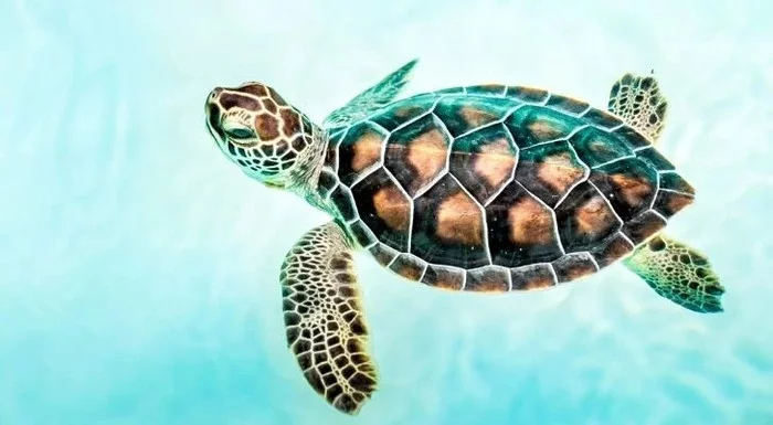 Interesting facts about sea turtles - Turtle, Reptiles, Wild animals, Interesting, Facts, wildlife, Sea turtles, Marine life, Longpost