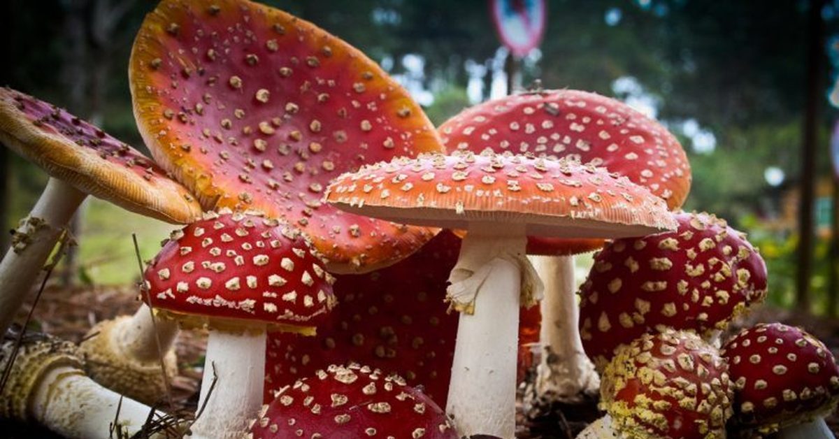 Мухомор Красный Купить