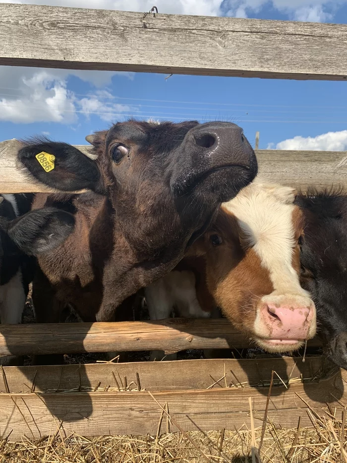 Do you need milk? - My, Cow, Milk, Ecology, Сельское хозяйство, Curiosity, Penza Oblast, The photo