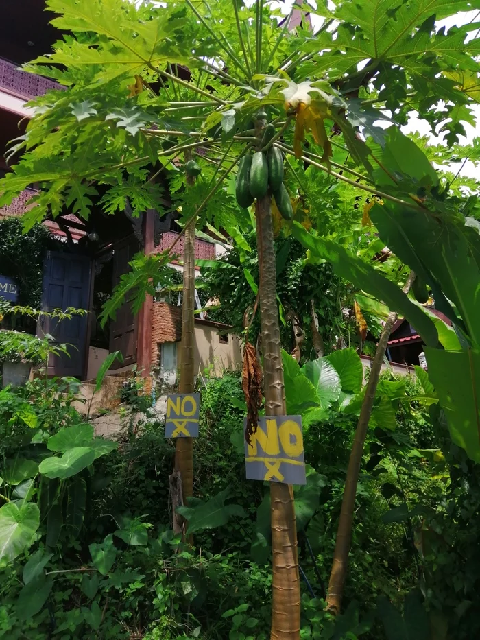 Thais don't like having papaya stolen from them. - My, Thailand, Papaya, Anti-theft, Warning, Fruit, Phuket