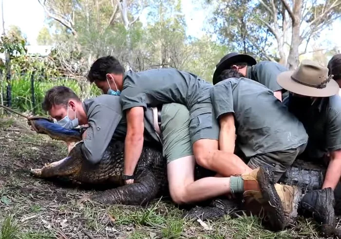 In Australia, they organized the moving of an angry alligator to a new place - Longpost, Video, Happened, Dangerous animals, , Predatory animals, Zoo, The national geographic, Wild animals, Reptiles, Australia, Relocation, Alligator