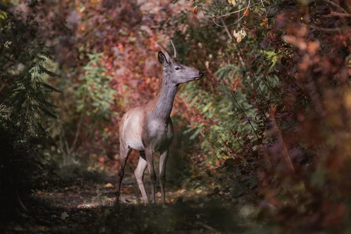 Red deer in the Rostov region - Red deer, Deer, Artiodactyls, Wild animals, wildlife, The photo, The national geographic, Rostov region, , October, 2021, beauty of nature