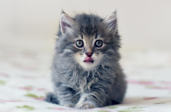 какую музыку любят коты. Смотреть фото какую музыку любят коты. Смотреть картинку какую музыку любят коты. Картинка про какую музыку любят коты. Фото какую музыку любят коты