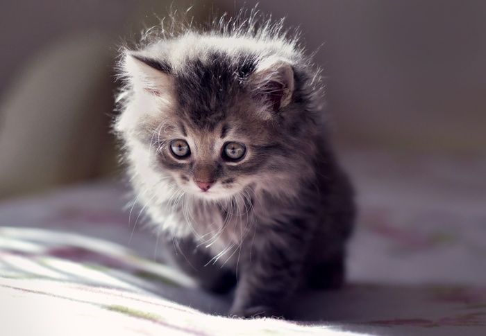 какую музыку любят коты. Смотреть фото какую музыку любят коты. Смотреть картинку какую музыку любят коты. Картинка про какую музыку любят коты. Фото какую музыку любят коты