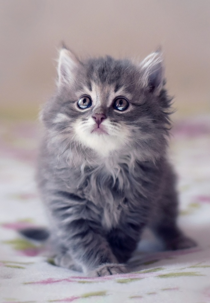 какую музыку любят коты. Смотреть фото какую музыку любят коты. Смотреть картинку какую музыку любят коты. Картинка про какую музыку любят коты. Фото какую музыку любят коты