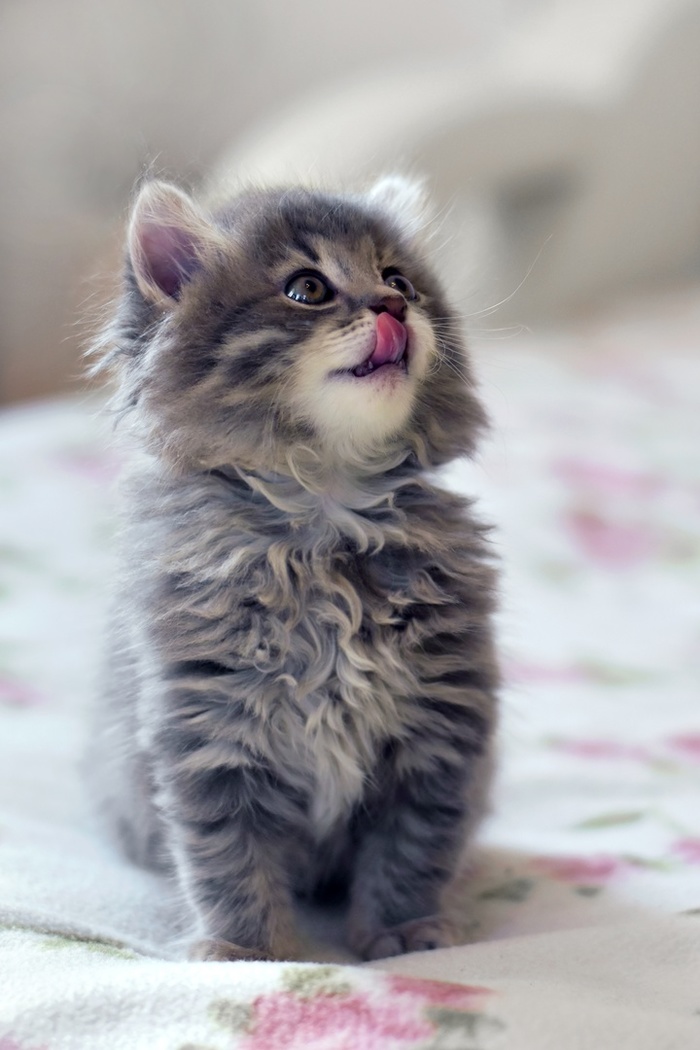какую музыку любят коты. Смотреть фото какую музыку любят коты. Смотреть картинку какую музыку любят коты. Картинка про какую музыку любят коты. Фото какую музыку любят коты