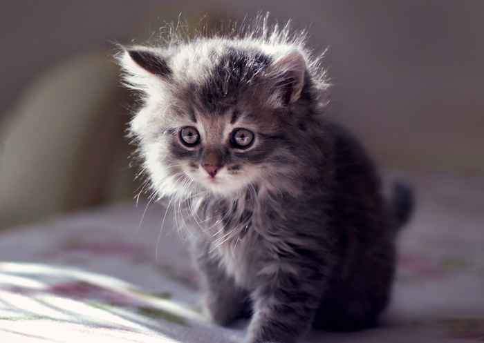 какую музыку любят коты. Смотреть фото какую музыку любят коты. Смотреть картинку какую музыку любят коты. Картинка про какую музыку любят коты. Фото какую музыку любят коты