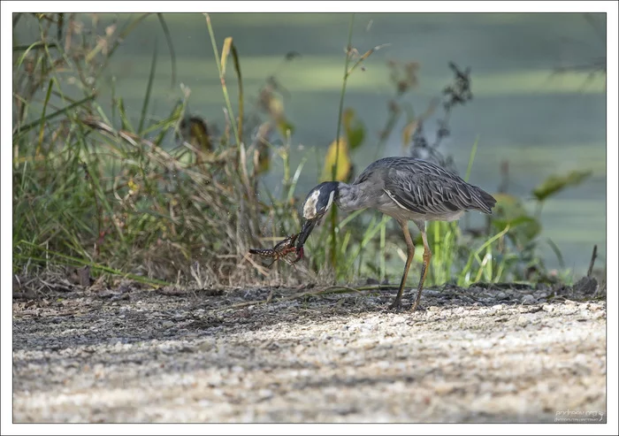 Herons prey on crayfish - My, Birds, Waterfowl, Texas, USA, Kwakwa, Crayfish, Longpost