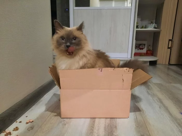 a parcel for you - My, Benjamin, cat, Box