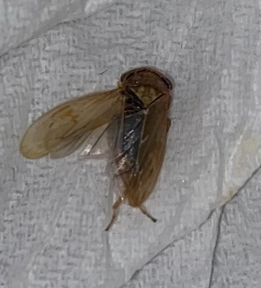 What is this insect? - My, Insects, Cicada, What's this?