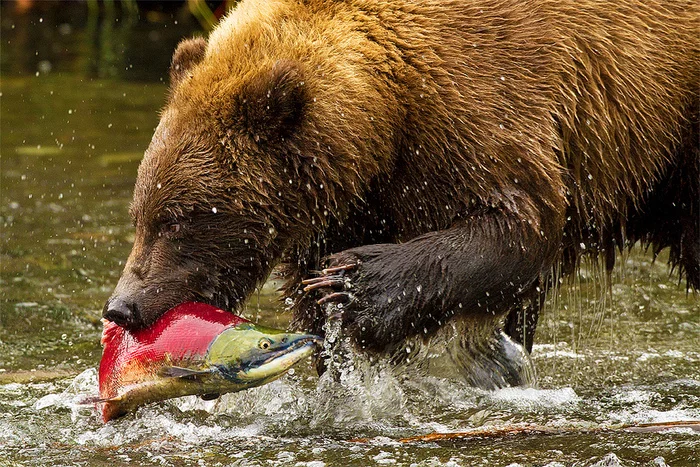 catch - The Bears, The photo, wildlife, A fish, Wild animals, Sockeye salmon