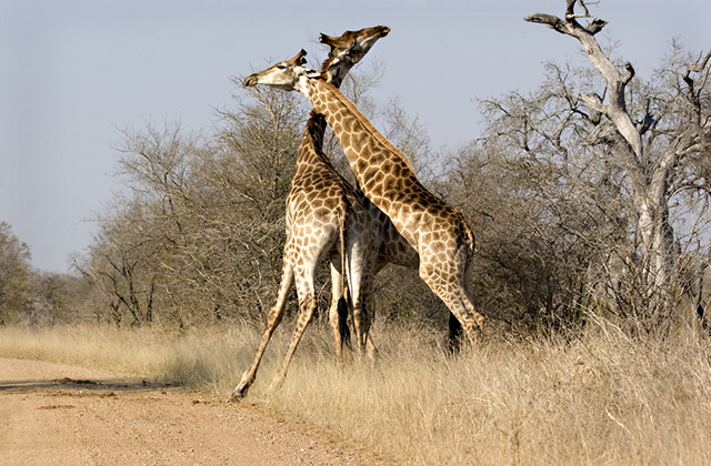 Giraffe defeated his opponent using a wrestling technique - Giraffe, Artiodactyls, Mammals, Wild animals, Interesting, South Africa, Fight, Throw, Video, , National park