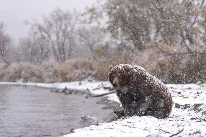 A beautiful fat bear was photographed on the shore of the Kamchatka lake - The Bears, Brown bears, Wild animals, Predatory animals, Interesting, Kamchatka, Дальний Восток, Reserves and sanctuaries, , Milota, Fluffy, Lake