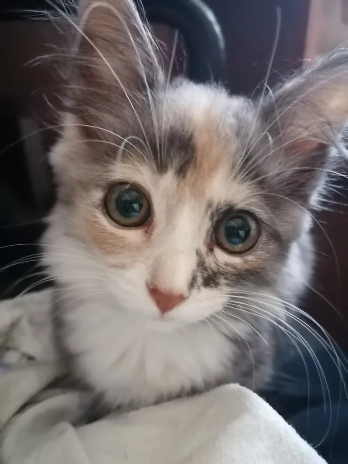 Maruska - My, Tricolor cat, Mobile photography, Pets, cat, Milota