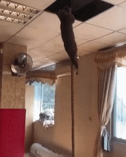      , , , 
