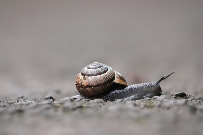Однажды мне переходила дорогу улитка...