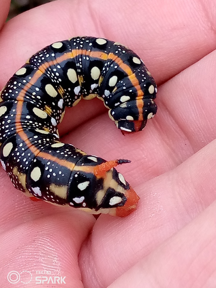 Гусеница | Пикабу