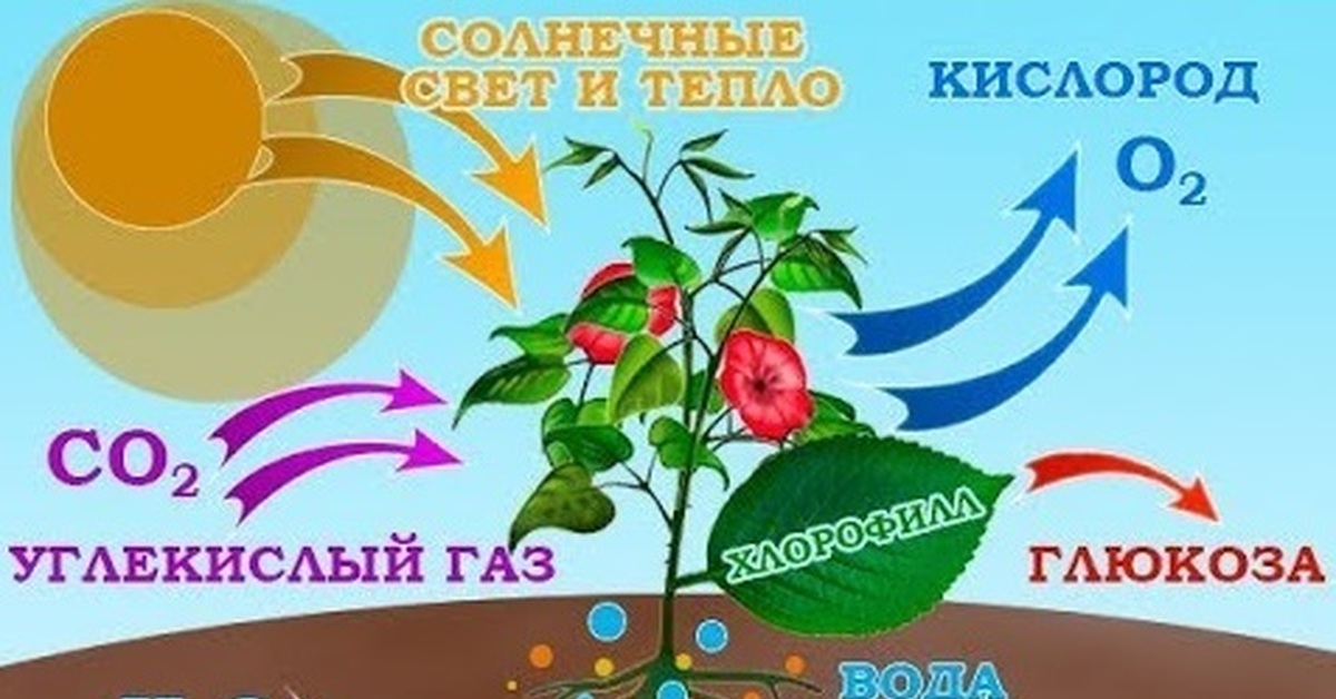 Схема фотосинтеза в природе. Процесс фотосинтеза у растений схема. Фотосинтез схема углекислый ГАЗ. Фотосинтез рисунок. Растения и кислород.