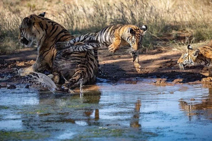 naughty - Tiger, Tiger cubs, Big cats, Cat family, Predatory animals, Wild animals, wildlife, Reserves and sanctuaries, South Africa, The photo, Young, Water