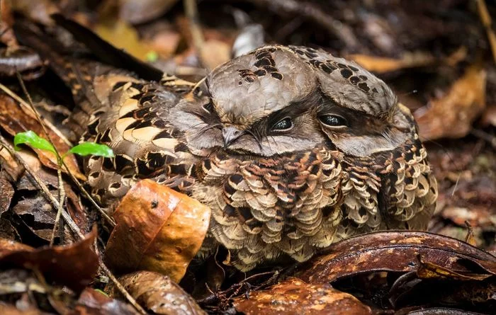 Couple - Nightjar, Birds, Wild animals, wildlife, Africa, The photo, Madagascar