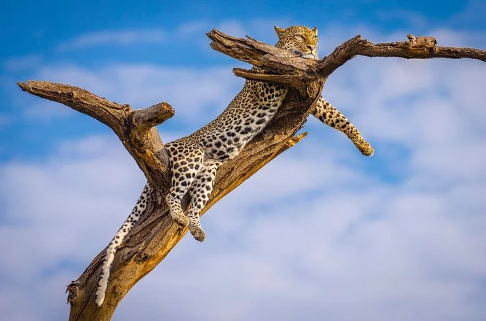 I lie high, I look far - Leopard, Big cats, Cat family, Predatory animals, Wild animals, wildlife, Reserves and sanctuaries, Africa, , The photo, Tree