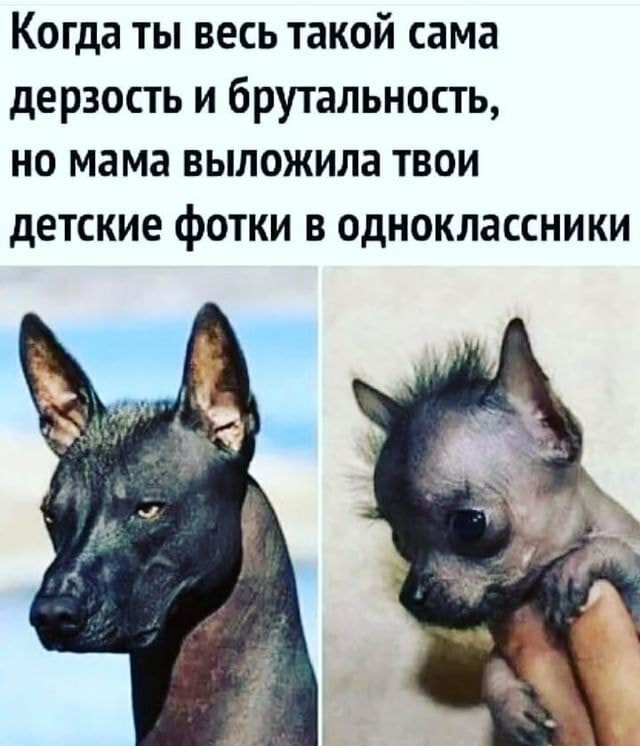 Baby - Humor, Images, Picture with text, Children, Dog, Puppies, Xoloitzcuintli, Repeat