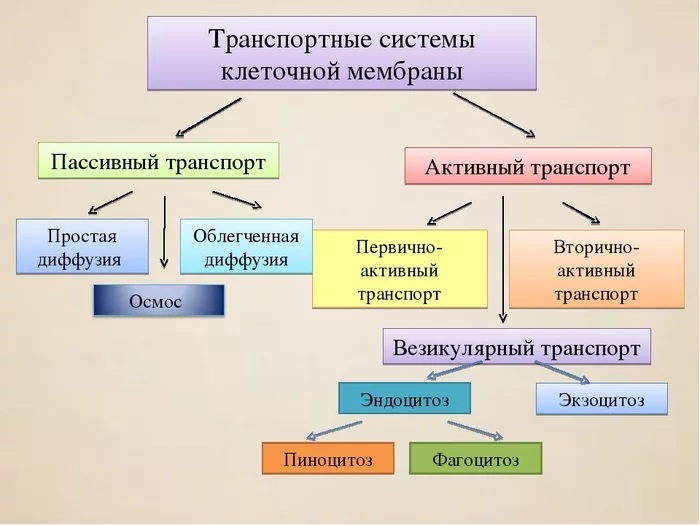 Виды транспорта через клеточную мембрану схема