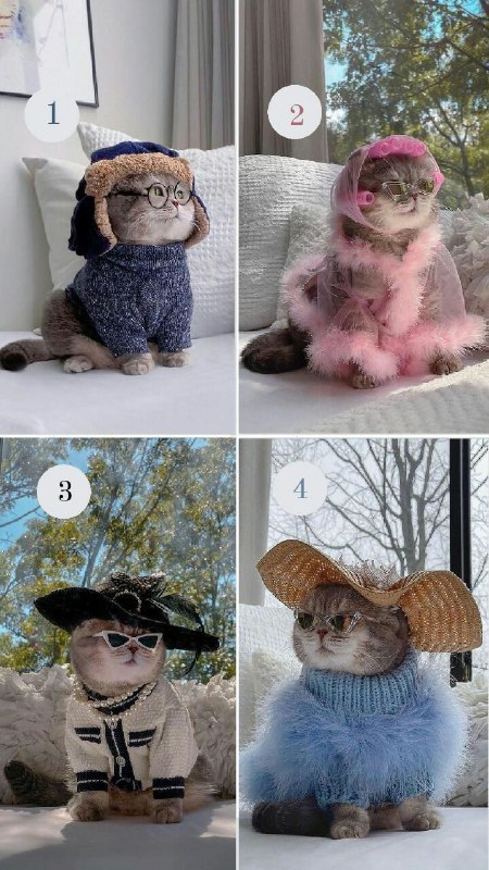 What cat are you today? - cat, Milota