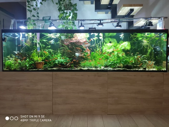 My bank - My, Aquarium, Aquarium fish, Aquarium plants, Aquarium